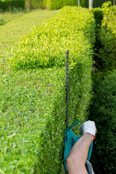 Hedge Trimming in Thousand Oaks