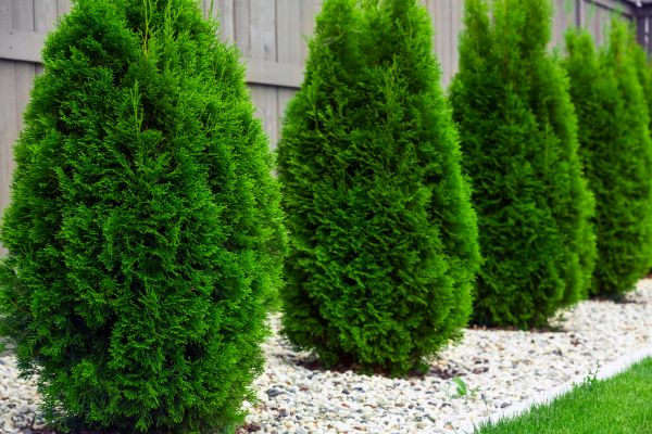 Cost of Arborvitae Trimming in Thousand Oaks