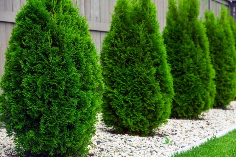 Evergreen Shrub Pruning